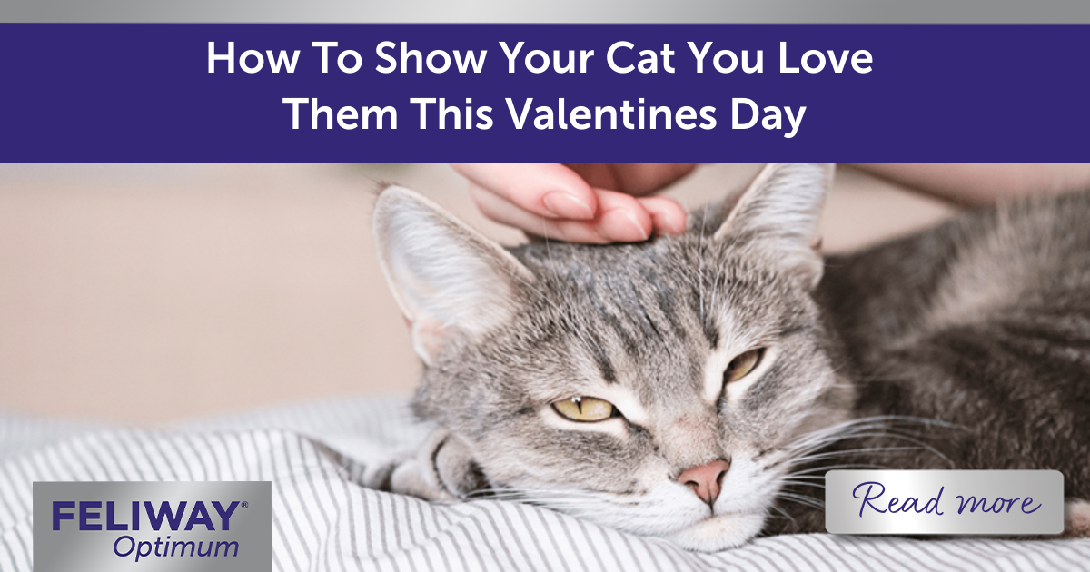 Ways to tell your best sale cat you love them